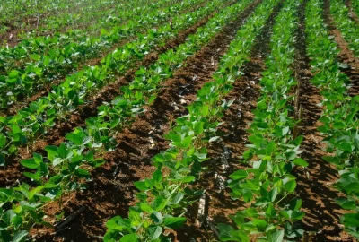 Plantação - CMC Soluções